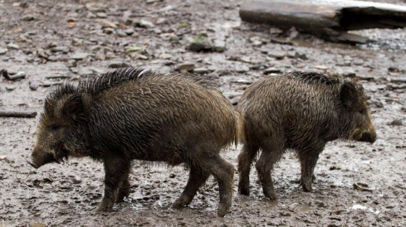 Peste suina africana: incontro dei Comuni